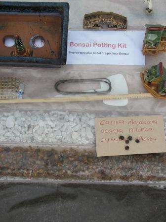 BONSAI STARTER PACK ALL YOU NEED! SEEDS INCLUDED