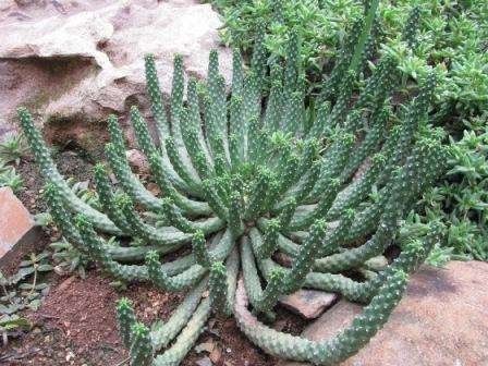 EUPHORBIA WOODII