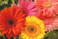 Stunning Multi Color Barberton Daisy BULBS X 5 - Happy Gardening