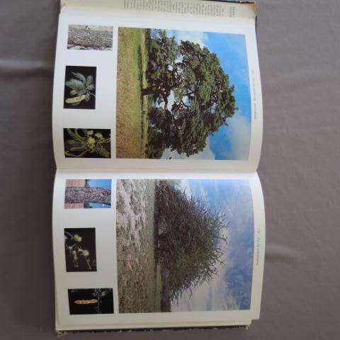 Trees Of The Kruger National Park Vol1 - P van Wyk