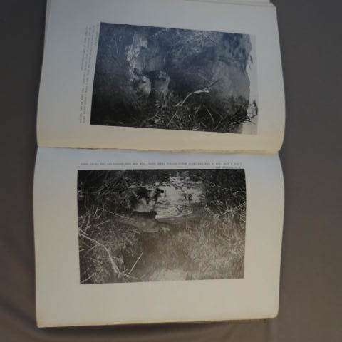 With Flashlight And Rifle: record of hunting adventures East Africa pp782 - C.G. Schillings (1906)