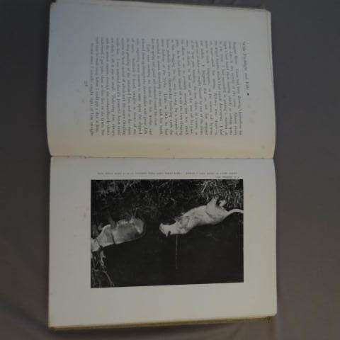 With Flashlight And Rifle: record of hunting adventures East Africa pp782 - C.G. Schillings (1906)