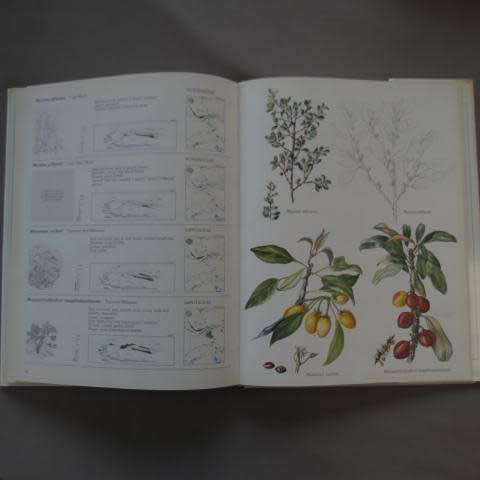 Van Gogh, Joan. Trees and Shrubs Of The Witwatersrand, Magaliesburg and Pilanesberg. Hardcover large