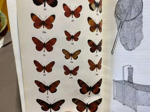 Butterflies of Rhodesia. Richard Cooper. Bundu Series.