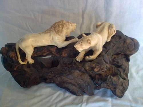 Ivory Lions
