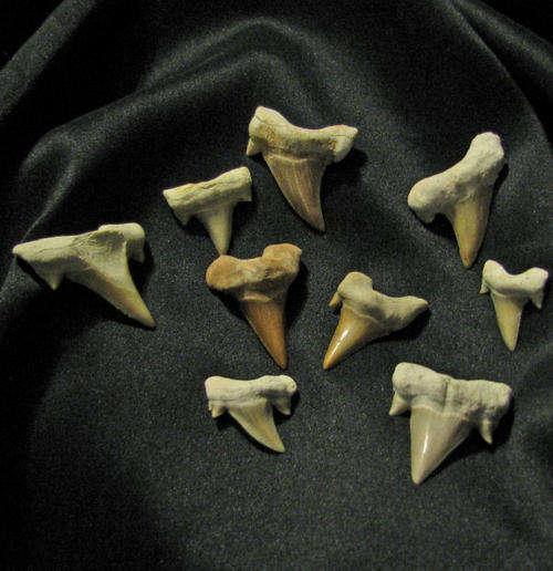 SPECIAL ORDER FOR HELGA 101 - 10 SHARKS TEETH AS PER ORDER.