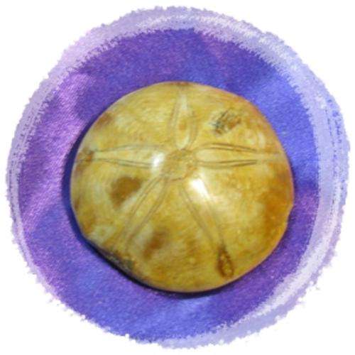 "SAND DOLLAR" - URCHIN FOSSIL - CIRCUMFERENCE 6.3cm Approx.