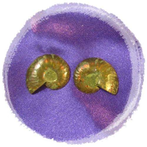 AMMONITE PAIR [ SLICED] - CIRCUMFERENCE 2.5cm Approx.- Widest part.