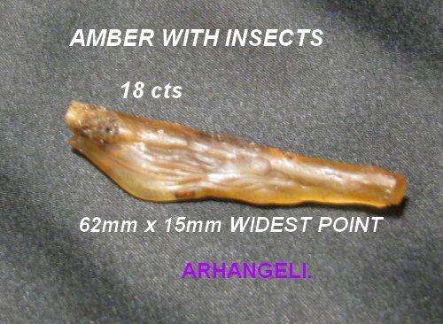 AMBER WITH INSECTS
