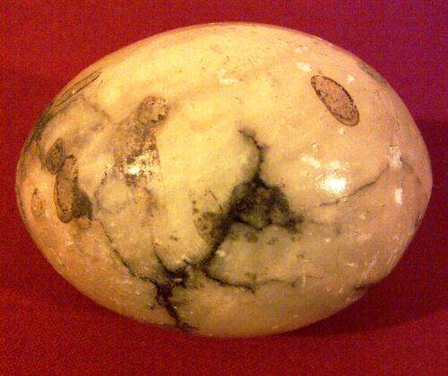 Jasper EGG