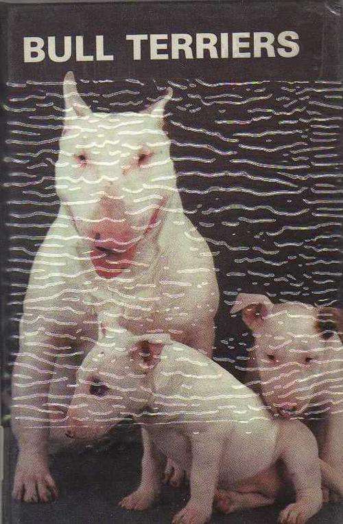 Bull Terriers - Martin Weil (1983)