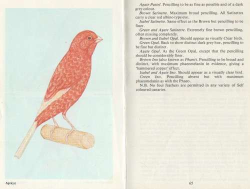 ALL ABOUT CANARIES - J M NELSEN (1 ST PUBLISHED 1978)