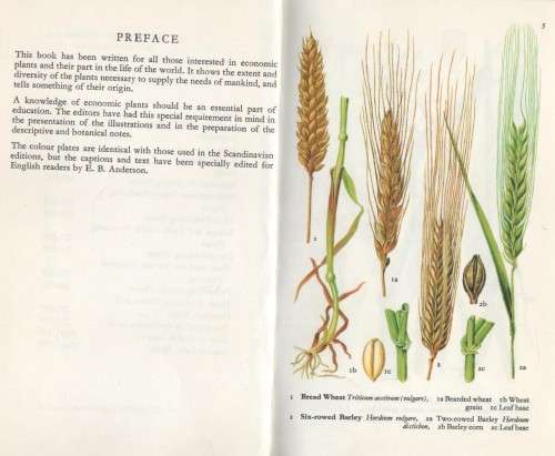 PLANTS THAT FEED AND SERVE US - ELSE HVASS (1973)