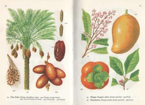 PLANTS THAT FEED AND SERVE US - ELSE HVASS (1973)