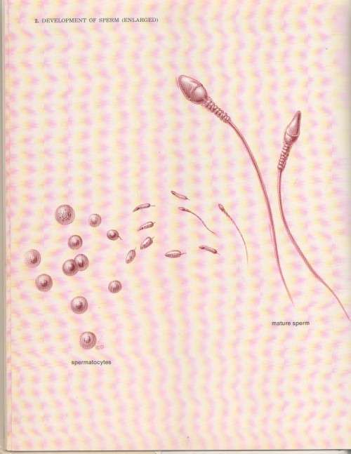 CONCEPTION BIRTH CONTACEPTION - RJ DEMAREST, JOHN J SCIARRA (1 ST PRINT 1969)