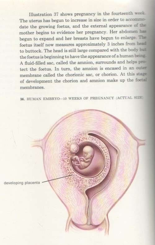 CONCEPTION BIRTH CONTACEPTION - RJ DEMAREST, JOHN J SCIARRA (1 ST PRINT 1969)