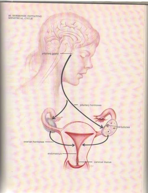 CONCEPTION BIRTH CONTACEPTION - RJ DEMAREST, JOHN J SCIARRA (1 ST PRINT 1969)