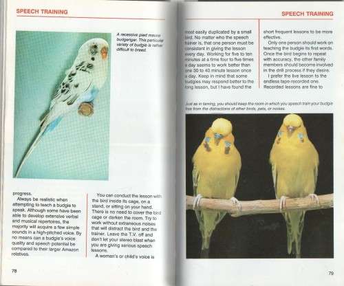 TAMING AND TRAINING YOUR FIRST BUDGERIGAR - RISA TEITLER (1988)