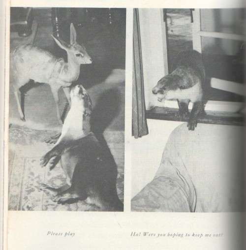 OTTER IN OUR PARLOUR - MORNA EYRE (1963)