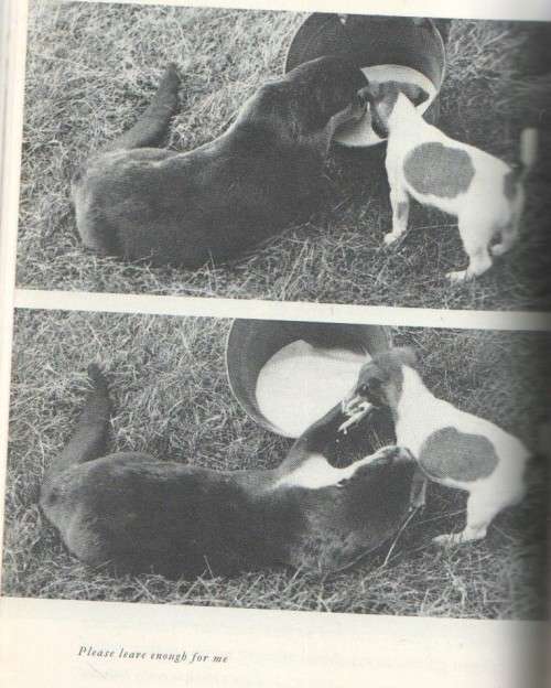 OTTER IN OUR PARLOUR - MORNA EYRE (1963)
