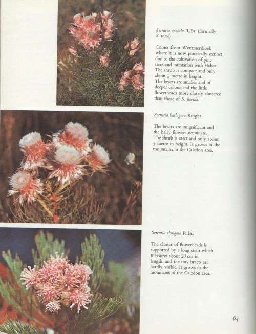 THE PROTEACEAE OF SOUTH AFRICA - FRANK ROUSSEAU (1970)