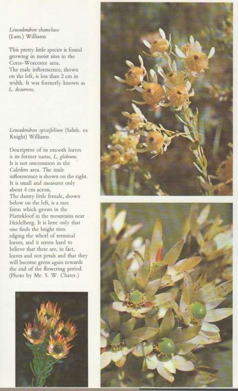 THE PROTEACEAE OF SOUTH AFRICA - FRANK ROUSSEAU (1970)