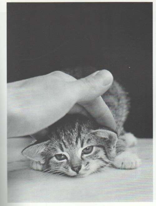 THE ESSENTIAL CAT - THOMAS WESTER (1988)