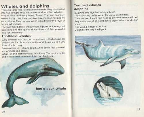 DISCOVERING MAMMALS - MICHAEL SCHMITZ (1 ST EDITION 1983)