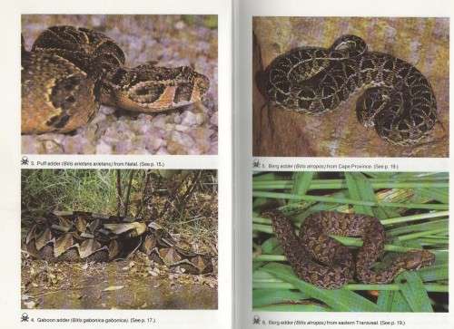 SNAKE VERSUS MAN - JOHAN MARAIS (1 ST EDITION 1985)