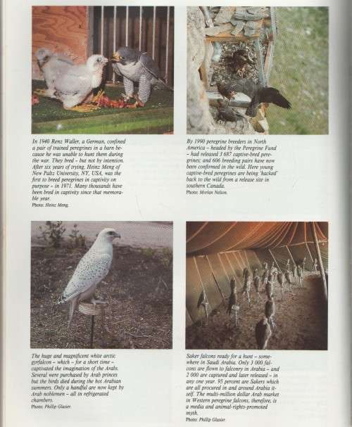 THE WILDLIFE GAME - RON THOMSON (SIGNED - 1 ST EDITION  1992)