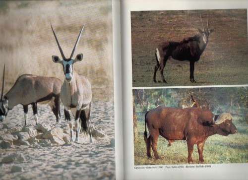 MABERLY'S MAMMALS OF SOUTHERN  AFRICA - RICHARD GOSS (1 ST PUBL 1986)