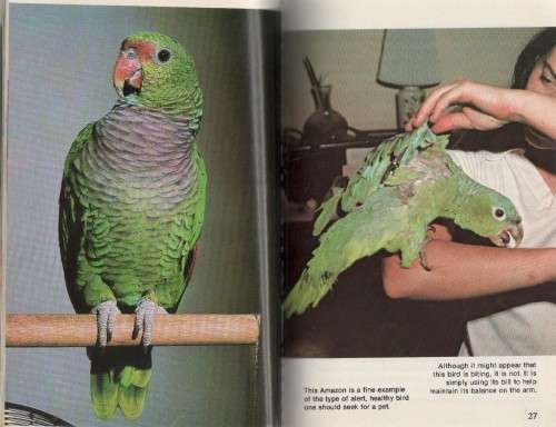 TAMING AND TRAINING AMAZON PARROTS - RISA TEITLER, PROFESSIONAL TRAINER (1979)