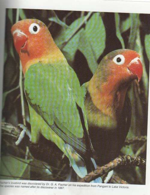 LOVEBIRDS, A COMPLETE PET OWNER`S MANUAL - MATTHEW M VRIEND (1995)