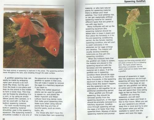 GOLDFISH, A COMPLETE INTRODUCTION - ROBERT MERTLICH (1987)