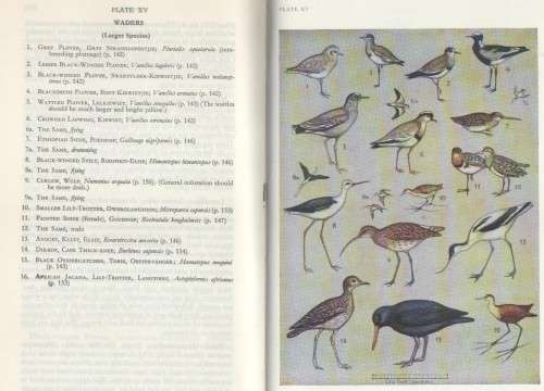 A FIRST GUIDE TO SOUTH AFRICAN BIRDS - LEONARD GILL (9 TH EDITION 1970)