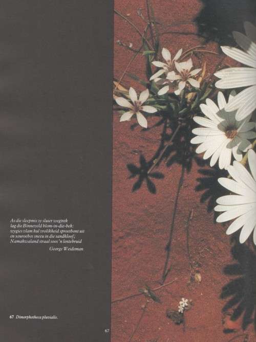 NAMAKWALAND, DORSLAND IN DIE BLOM - CHRIS JANSEN (1 STE UITGAWE 1981)
