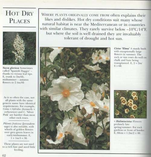 SHRUBS AND TREES - VRONI GORDON  (REPRINT 1999)
