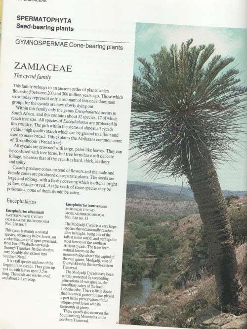 EVERYONE'S GUIDE TO TREES OF SOUTH AFRICA - KEITH, PAUL & MEG COATES PALGRAVE (1989)