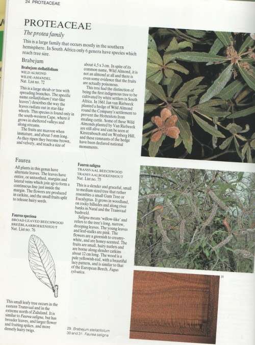EVERYONE'S GUIDE TO TREES OF SOUTH AFRICA - KEITH, PAUL & MEG COATES PALGRAVE (1989)