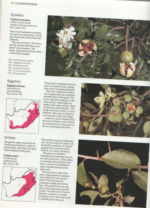 EVERYONE'S GUIDE TO TREES OF SOUTH AFRICA - KEITH, PAUL & MEG COATES PALGRAVE (1989)