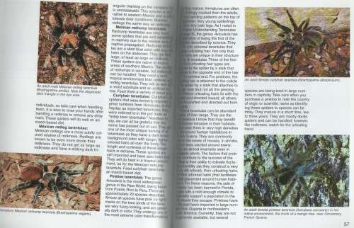 TARANTULAS AND OTHER ARACHNIDS, A COMPLETE PET OWNER'S MANUAL(1996)