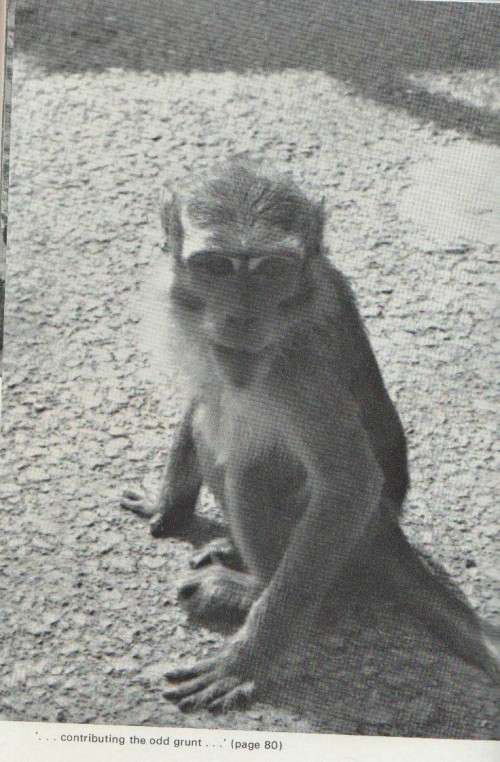 A MONKEY ABOUT THE PLACE - JOHN HUGHES (1 ST PUBLISHED 1978)