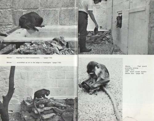 A MONKEY ABOUT THE PLACE - JOHN HUGHES (1 ST PUBLISHED 1978)