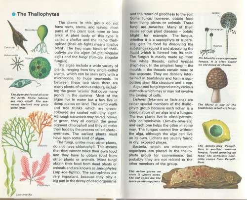 PLANTS WITHOUT FLOWERS - MACDONALD JUNIOR REFERENCE LIBRARY (1969)