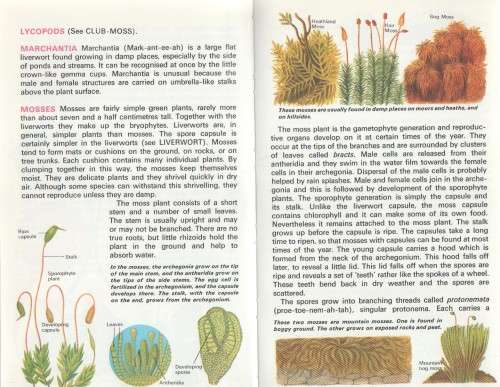 PLANTS WITHOUT FLOWERS - MACDONALD JUNIOR REFERENCE LIBRARY (1969)
