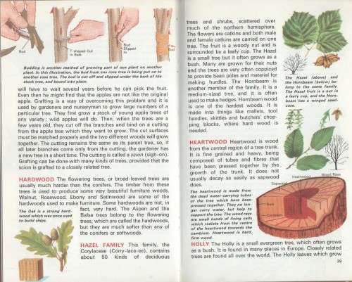 TREES - MACDONALD JUNIOR REFERENCE LIBRARY (1969)
