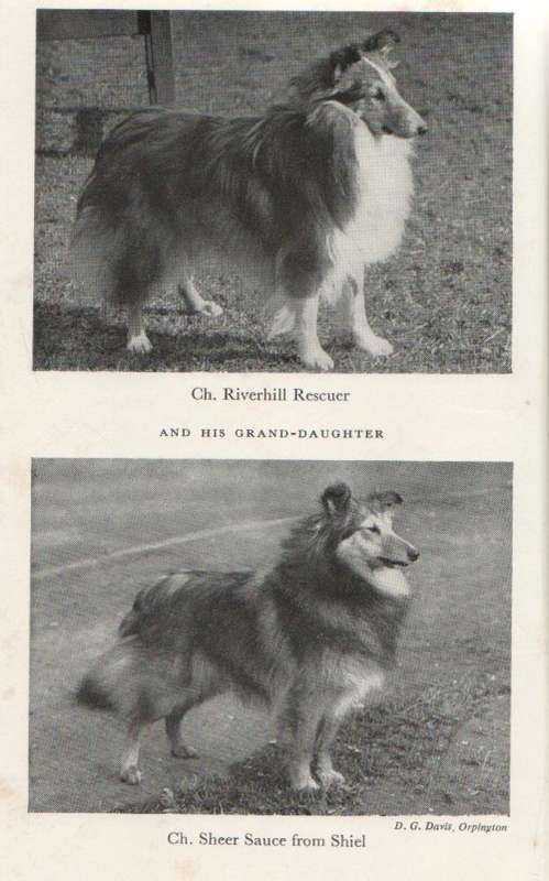 THE SHETLAND SHEEPDOG - MARGARET OSBORNE (5 TH EDITION 1973)
