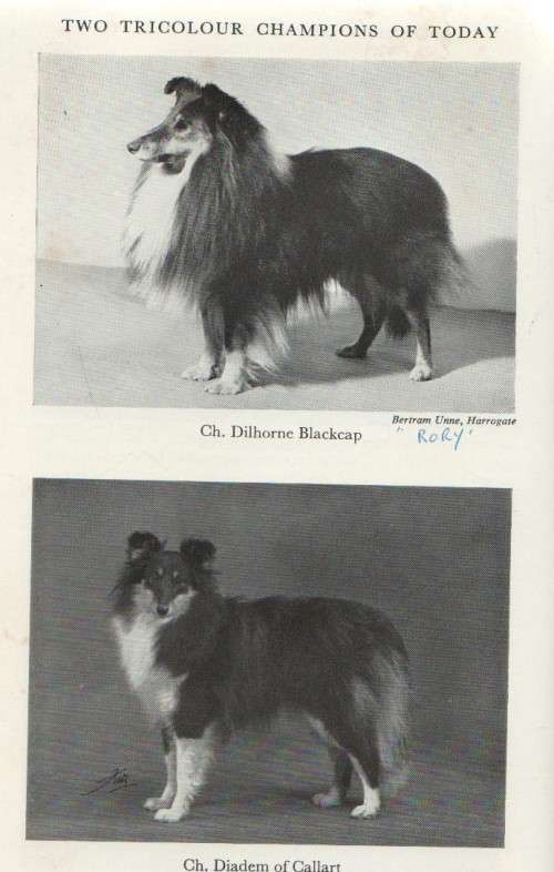 THE SHETLAND SHEEPDOG - MARGARET OSBORNE (5 TH EDITION 1973)