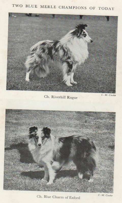 THE SHETLAND SHEEPDOG - MARGARET OSBORNE (5 TH EDITION 1973)