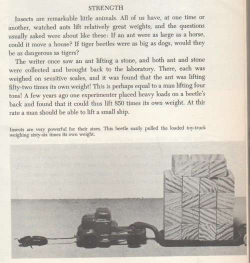 INSECTS- HUNTERS AND TRAPPERS - ROSS E HUTCHINS (1962)